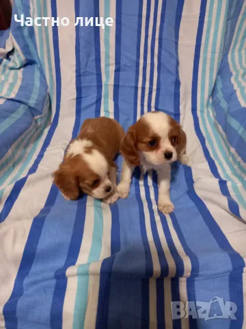 Кавалер Кинг Чарлз Шпаньол