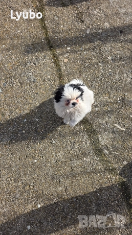 Пекинез , снимка 2 - Пекинез - 52991149