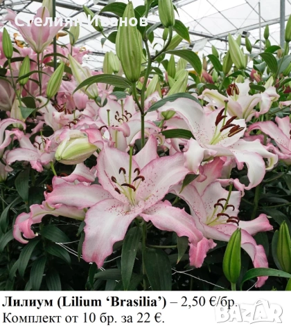 ОРИЕНТАЛСКИ ЛИЛИУМИ - РАЗЛИЧНИ СОРТОВЕ (ГРУДКИ), снимка 2 - Сортови семена и луковици - 53654401