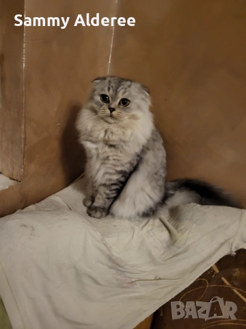 Британски късокосмести Британски късокосмести