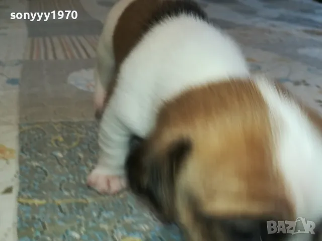 ДЖАК РЪСЕЛ ВИДИН-КУПУВАМЕ КУЧЕ 0104251735, снимка 13 - Джак ръсел териер - 49728785