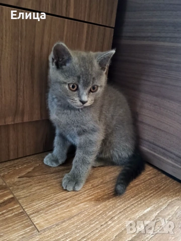 Британски котенца, снимка 5 - Други - 53570127