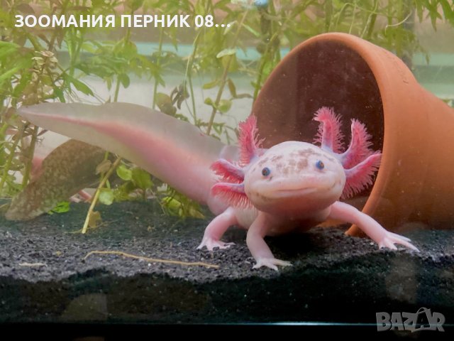 Аксолотъл - Перник Axolotl , снимка 1 - Други - 44192047