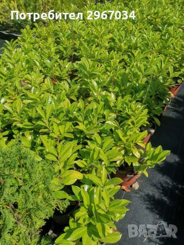 Лавровишна , снимка 4 - Градински цветя и растения - 41443194