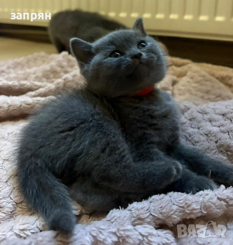 британски котенца, снимка 12 - Британска късокосместа - 53327267