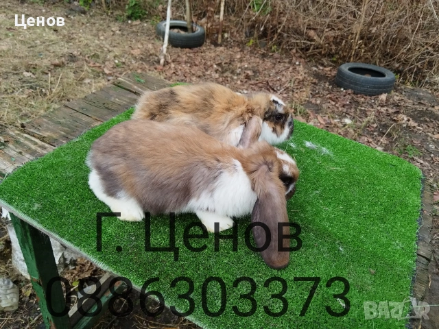 Продавам кочовати зайци., снимка 7 - Други животни - 53178167