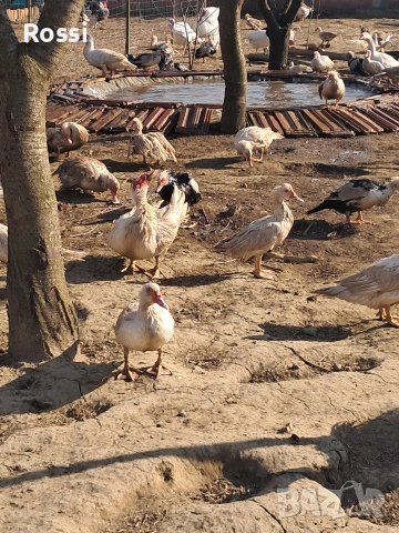 Неми патици, снимка 5 - Патици и гъски - 53837625