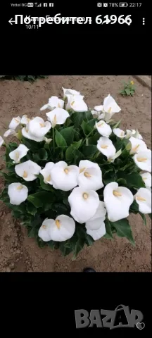 Студоустойчива бяла кала! , снимка 2 - Градински цветя и растения - 46855062