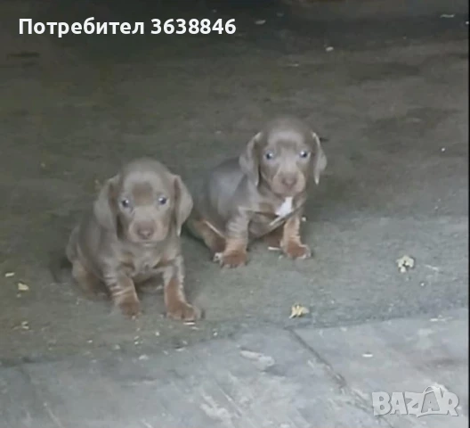 Дакел,мини дакел, снимка 2 - Дакели - 51268934