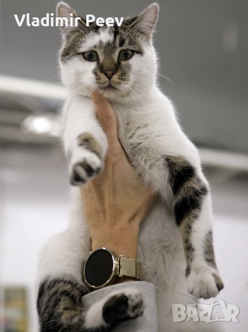 Котета добре възпитани на 6 месеца 