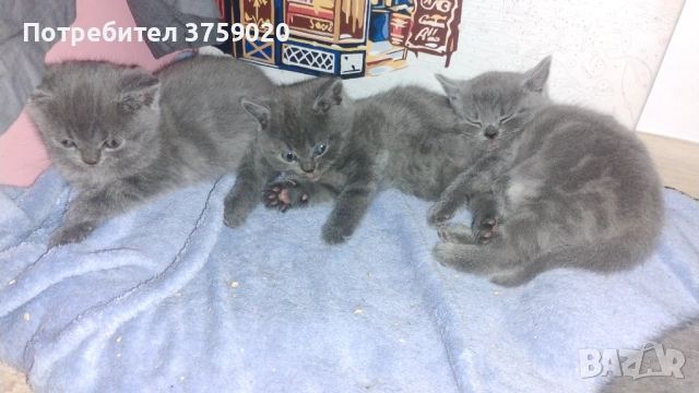 Британска късокосместа/Шотландска клепоуха, снимка 2 - Британска късокосместа - 53825984