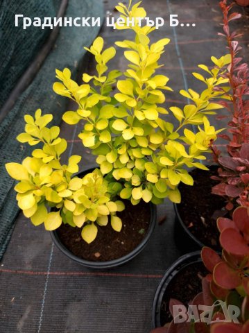 Берберис разнообразие от цветове, снимка 2 - Градински цветя и растения - 40354418