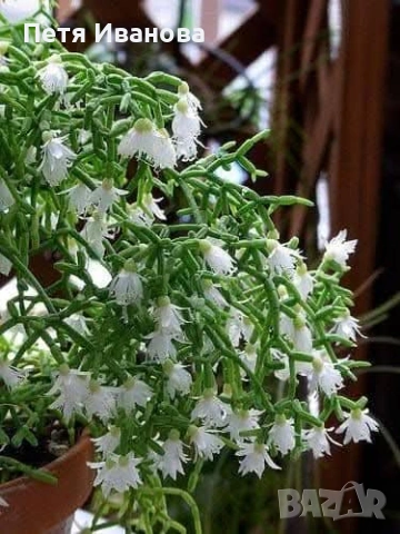 Rhipsalis cereuscula(Коралов кактус)