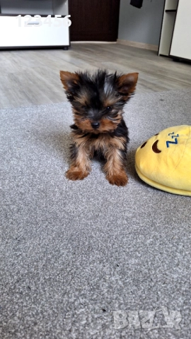 Мини йорки момченце 