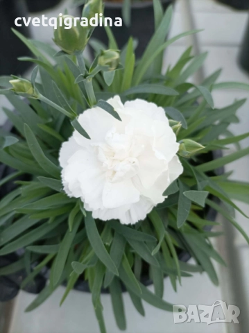 Бял карамфил – Dianthus, снимка 3 - Градински цветя и растения - 52803689
