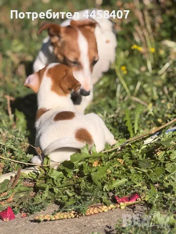 🐶 Продава се чистокръвен Джак Ръсел ❤️, снимка 3 - Джак ръсел териер - 56226393