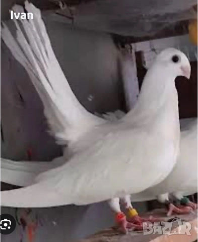 Бели старозагорски