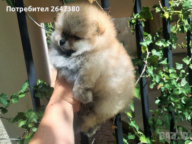 Померан, снимка 9 - Померан - 41787962