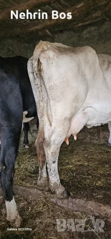krava na 3 tele sls 20 litra mlako i 4 mesetsa zaplodena