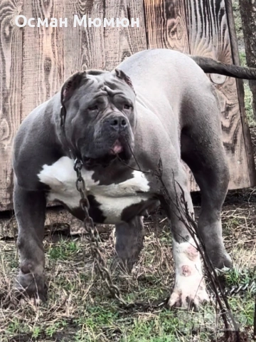 American bully XL / Американско були ХЛ, снимка 2 - Други - 53849091