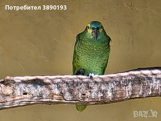 Синьочела амазона , снимка 2 - Папагали - 52264236