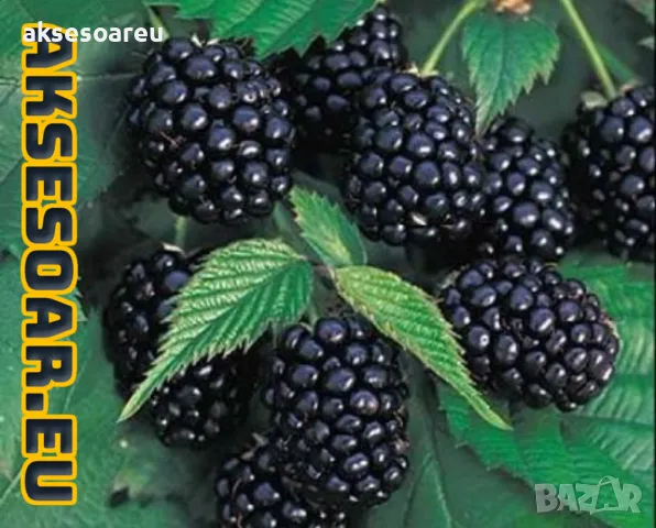 Нови 100 бр Висококачествени органични плодови семена от хранителна Къпина, къпини антиоксидант , снимка 17 - Сортови семена и луковици - 50286897