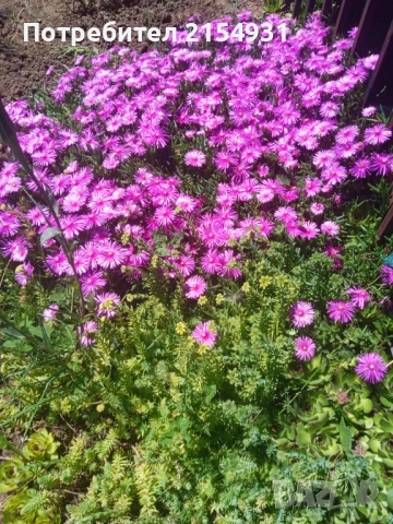 Сукуленти / Дебелец / Алпийска роза, снимка 6 - Градински цветя и растения - 36621042