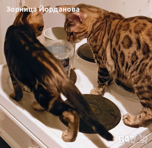 Продавам спешно Бенгалско коте , снимка 2 - Бенгалски - 51165207