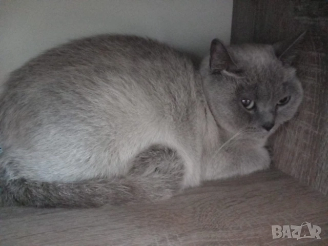 Британка колор пойнт , снимка 7 - Британска късокосместа - 53051467