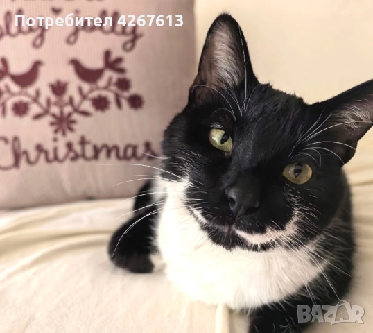 Красив и много мъркащ млад котарак търси дом