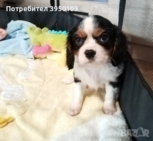 Кавалер Кинг Чарлз шпаньол момиченца , снимка 9 - Кавалер кинг чарлз шпаньол - 53429949