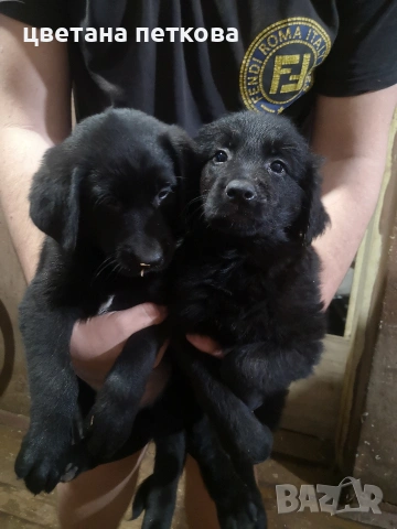 Немска овчарка и голдън ретривър , снимка 2 - Немска овчарка - 51043721