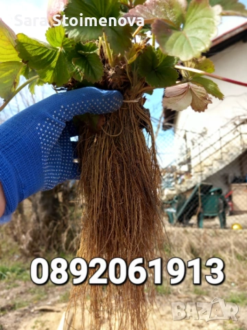 Разсад ягоди, снимка 2 - Разсади - 53769626