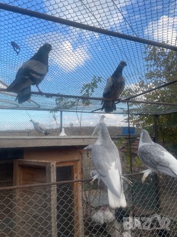 Японци , снимка 5 - Гълъби - 41489548