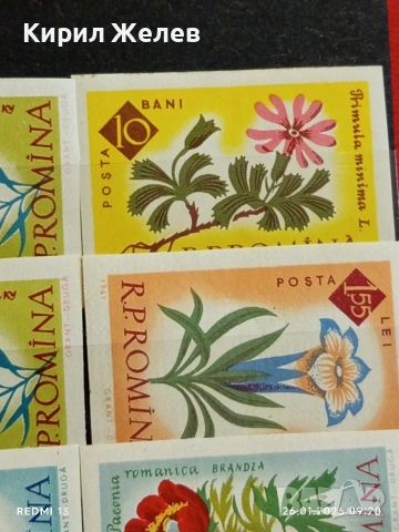 Стари пощенски марки без печат ЦВЕТЯ РУМЪНИЯ за КОЛЕКЦИЯ ДЕКОРАЦИЯ 52020, снимка 6 - Филателия - 53227487