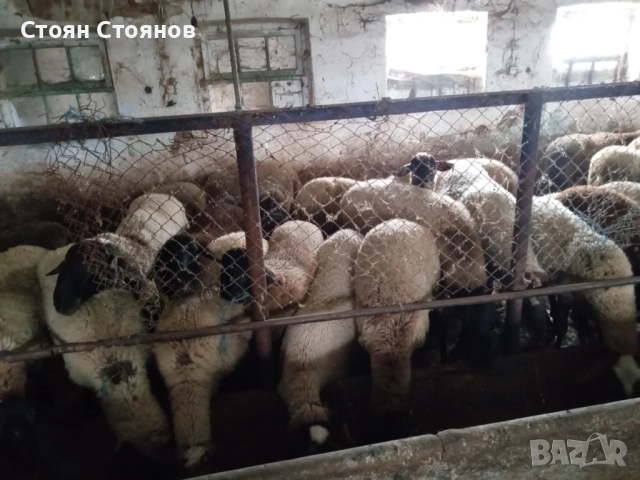 Продавам  овце и кочове, снимка 4 - Овце - 49405910