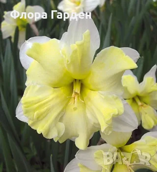 Луковици НАРЦИС, снимка 12 - Градински цветя и растения - 56336423