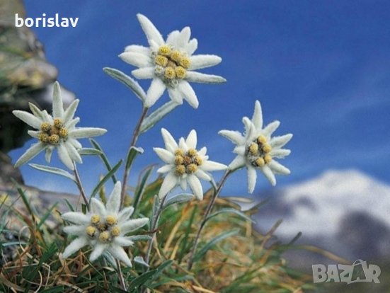 Студоустойчив Еделвайс