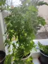 Продавам цветя Индрише - големи, 4 бр. налични, снимка 2