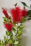 Калистемон Callistemon Laevis, снимка 1 - Градински цветя и растения - 40884274
