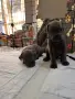 Кане Корсо - Cane Corso кученца, снимка 7