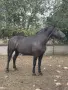 Дунавска кобила  , снимка 1