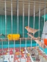Мъжки канари, снимка 4