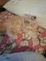 Мъжко персийско котенце , снимка 6