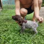 Курцхарчетаостанаха две женски, снимка 6