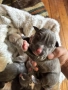 American Bully XL/Американско Були ХЛ, снимка 4