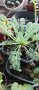 pelargonium appendiculatum, снимка 2