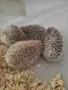 Африкаски мини таралежи , снимка 1