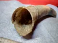 Стар БИВОЛСКИ ГОВЕЖДИ РОГ За КОЛЕКЦИЯ ТЕМАТИЧНА ДЕКОРАЦИЯ 47837, снимка 12