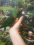 Продавам Жардина (Конгоански папагал), снимка 8
